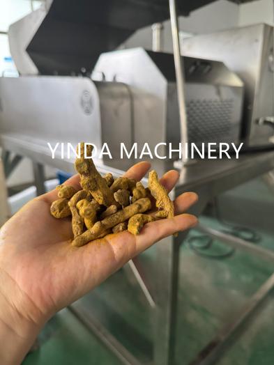 Whole dried turmeric pieces held before coarse crushing